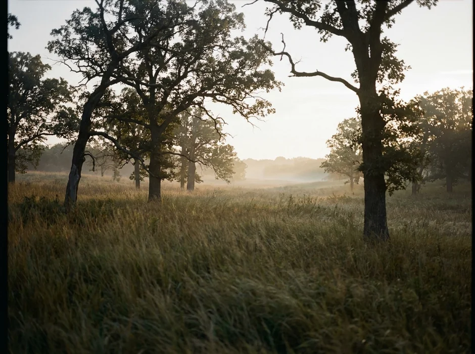 Oak savanna at sunrise with grass and scattered trees, no people.